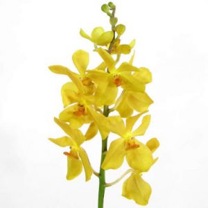 Yellow Mokara Orchid