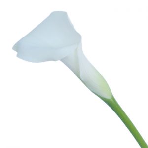 White Mini Calla Lily