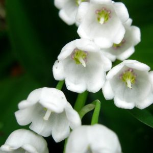 Lily of the Valley