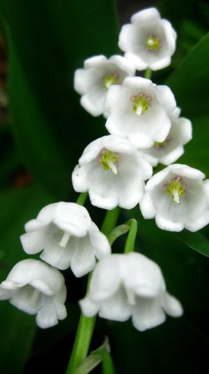 Lily of the Valley