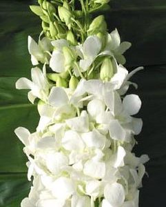 Extra Long White Dendrobium Orchid