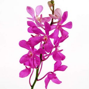 Pink Mokara Orchid