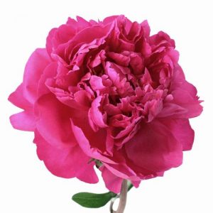 Hot Pink Peony 50CM