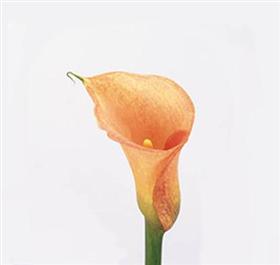 Peach Mozart Calla Lily