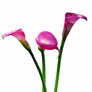 Garnet Glow Pink Calla Lily