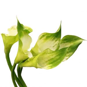 Green Goddess Calla Lily