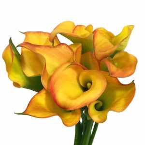 Yellow Flame Calla Lily