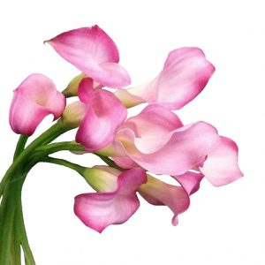 Little Suzy Pink Calla Lily