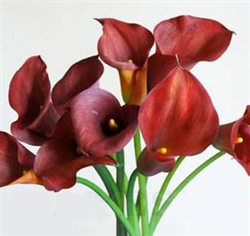 Burgundy Aranal Calla Lily