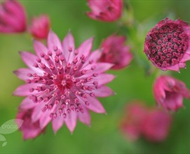 Astrantia Pink Roma