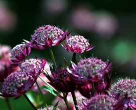 Astrantia Purple Claret