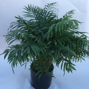 Palm Bush Live Plant 3'