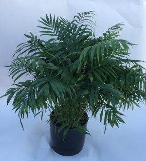 Palm Bush Live Plant 3'