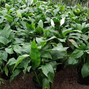 3' Spaths Plant
