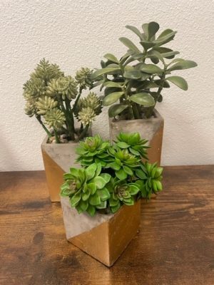 Concrete and Gold Cube Trio with Artificial Succulents 4"