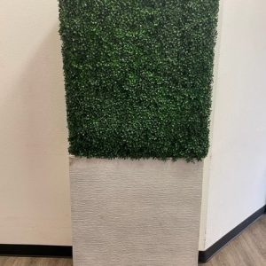 Boxwood Hedge Wall in Planter 6'h x 3'w