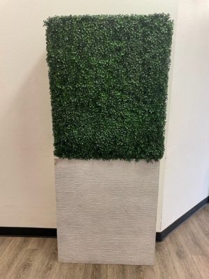 Boxwood Hedge Wall in Planter 6'h x 3'w