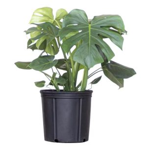 Monstera Live Plant 24"