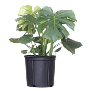 Monstera Live Plant 24"