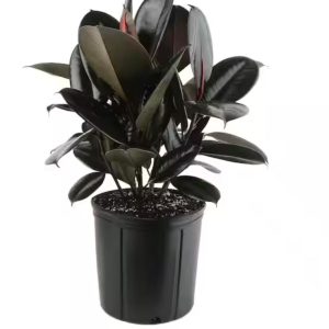 Rubber Live Plant 24" tall