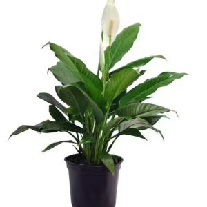 peace lily 12" tall