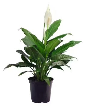 peace lily 12" tall