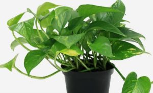 Pothos  - plant