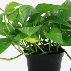 Pothos  - plant