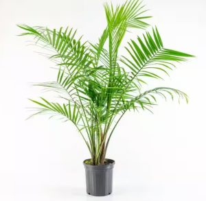 Majestic Live Palm Plant 5'