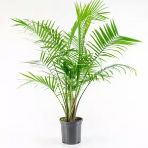 Majestic Live Palm Plant 5'