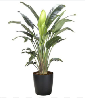 Bird of Paradise Live Plant 6.5'