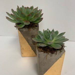 Concrete and Gold Cubes with Artificial succulents Duo. 5"