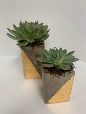 Concrete and Gold Cubes with Artificial succulents Duo. 5"