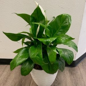 Peace Lilly Live Plant 32" with white pot