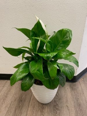 Peace Lilly Live Plant 32" with white pot