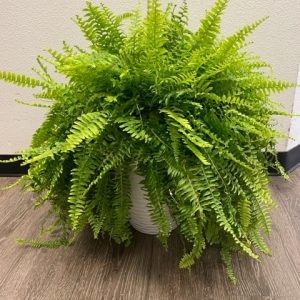 Boston Fern Live Plant 24"