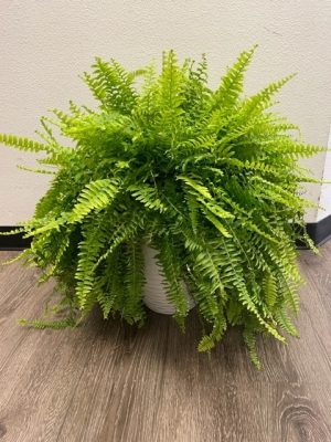 Boston Fern Live Plant 24"