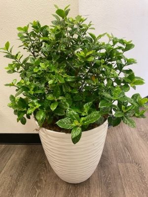 Gardenia Live Plant 32"