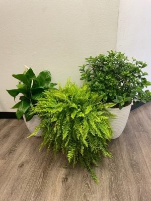 Plant Grouping - Live Plant Trio 24"-36"