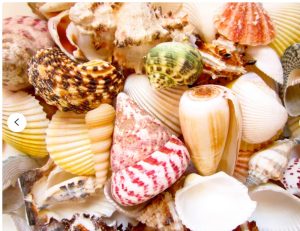 Assorted Sea Shells