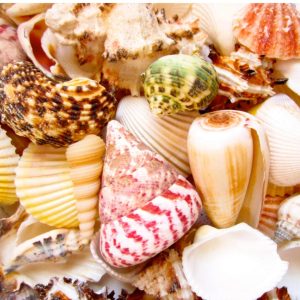 Assorted Sea Shells