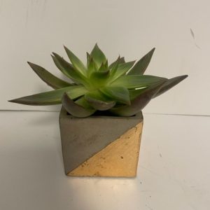 Concrete and Gold Cube with Succulent 3"x 4"