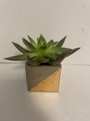 Concrete and Gold Cube with Succulent 3"x 4"