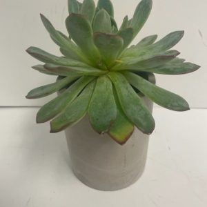 Concrete Cylinder Vase with Artificial Succulent. 5"