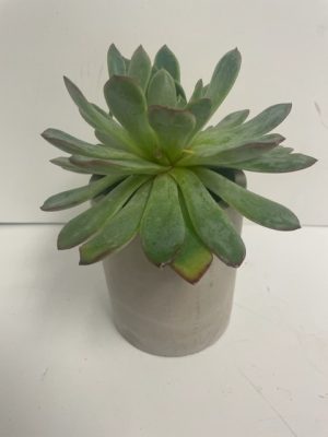 Concrete Cylinder Vase with Artificial Succulent. 5"