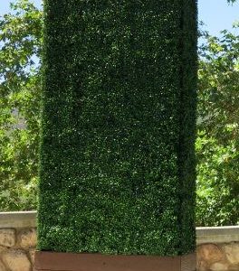 large hedge wall rental