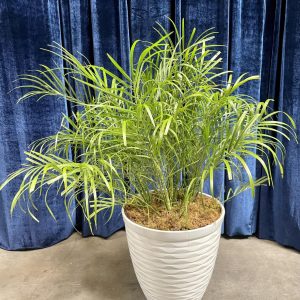 Pygmy Palm 2-1/2' tall with pot