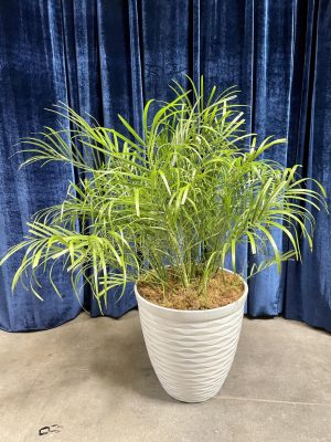 Pygmy Palm 2-1/2' tall with pot