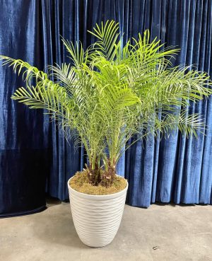 Pygmy Palm 4' tall - live