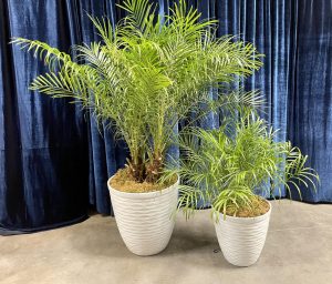 Pygmy Palm Duo - 2-1/2' & 4' tall - Live